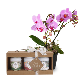 «Pink Dream» (Orchidee) von Fleurop mit Gottlieber Tee Geschenk-Set und «Thank You»-Anhänger